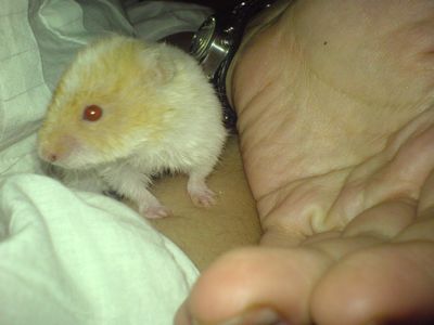 jakie gry chodza na intel hd graphics jakie gry chodza na intel hd graphics