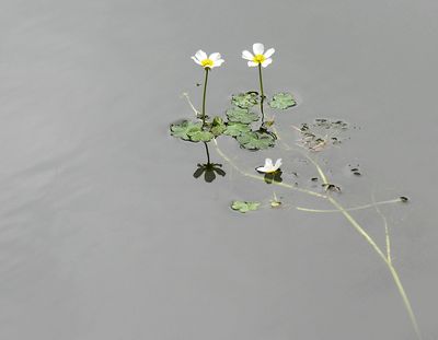 jakie gry online polecacie dla dziewczyn